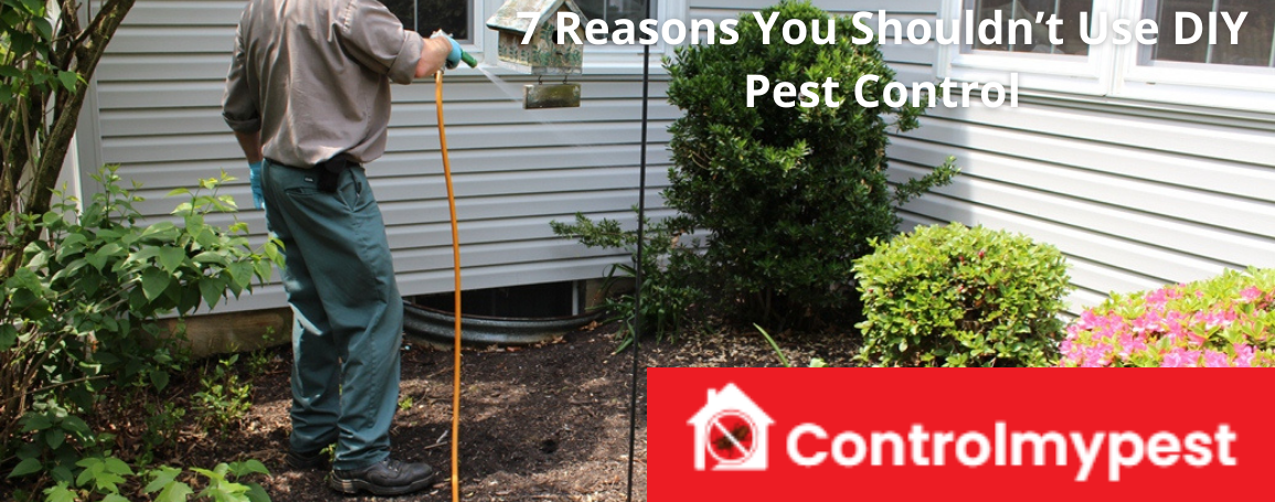 diy pest control, 7 reasons not to use diy, disadvantages of using DIY